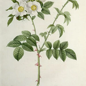 Rosa Leucantha, engraved by Chapuy, published by Remond (coloured engraving)