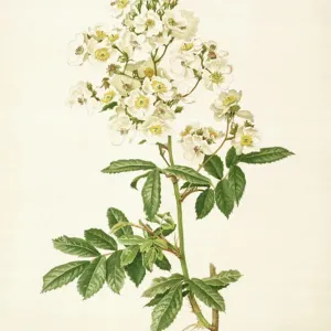 Rosa multiflora