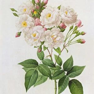 Rosa Noisettiana, from Les Roses, 19th century 9coloured engraving)
