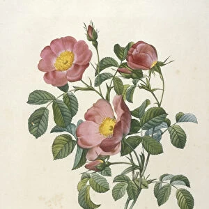 Rosa Pumila, Rosier d Amour, engraved by Bessin, from La Couronne Des Roses