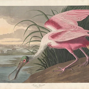 Roseate Spoonbill, 1836 (coloured engraving)