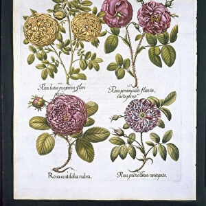 Roses, plate 95 from Hortus Eystettensis by Basil Besler (1561-1629) pub