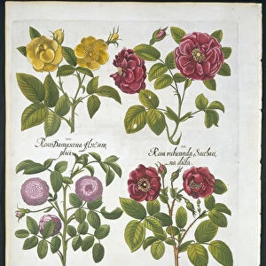 Roses, plate 96 from Hortus Eystettensis by Basil Besler (1561-1629
