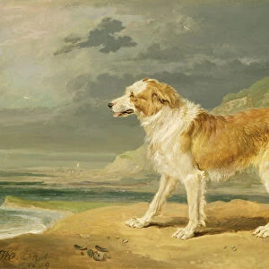 Rough-coated Collie, 1809 (oil on board)
