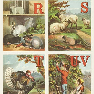 Rs T U V: Rabbits, Sheep, Turkey, Ursula, Vine, 1870 (illustration)