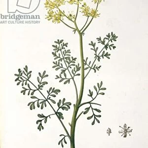 Rue from Phytographie Medicale by Joseph Roques (1772-1850)