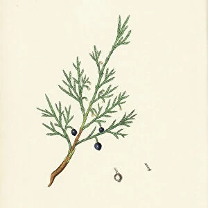 Sabine juniper - Common savin or juniper savin, Juniperus sabina. Taken from an illustration by James Sowerby from William Woodville and Sir William Jackson Hooker's "Medical Botany. " Handcoloured zincograph by C