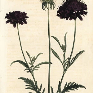 Scabieuse of gardens - Sweet scabious, Scabiosa atropurpurea. Handcoloured copperplate engraving by Sansom after an illustration by Sydenham Edwards rom William Curtis Botanical Magazine, London, 1793