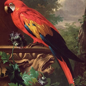 Scarlet Macaw in a Landscape (oil on canvas)