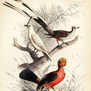 Scissor-tailed flycatcher, white bellbird and Andean cock-of-the 1855 (lithograph)
