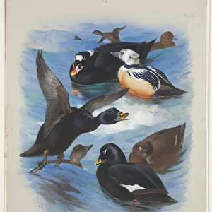 Scoters and stellers eider, c. 1915 (w / c & bodycolour over pencil on paper)