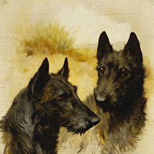 Two Scottish Terriers (oil on canvas)