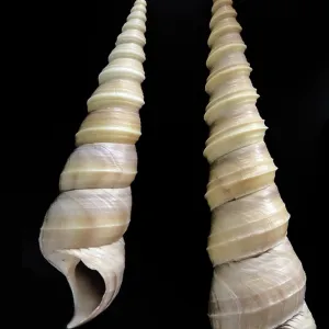 The screw shell The screw shell