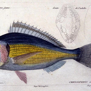 Sea bream after "Histoire naturelle des poissons"by Cuvier, Valenciennes