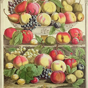 September, from Twelve Months of Fruits, by Robert Furber (c