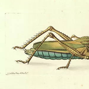 Lubber Grasshopper
