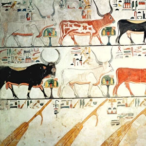 The seven celestial cows and the sacred bull and the four rudders of heaven