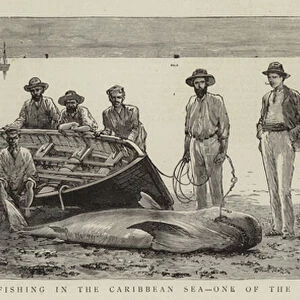 Shark-Fishing in the Caribbean Sea, One of the Victims (engraving)