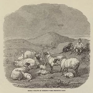 Sheep (engraving)