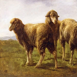 Sheep Grazing in a Meadow, (oil on canvas)
