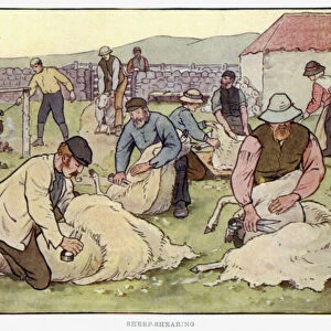 Sheep-Shearing (colour litho)