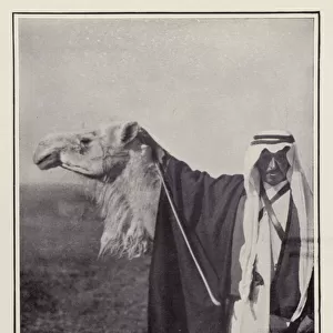 Sheikh Mitkhal with his favourite white racing camel, Mazir, Little Whirlwind (b / w photo)