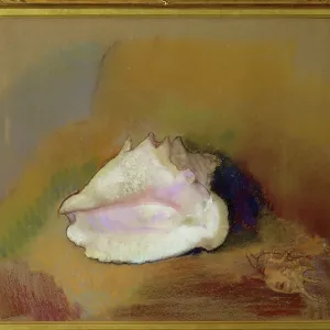 The shell