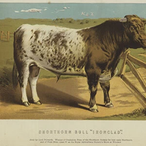 Shorthorn Bull "Ironclad"(colour litho)