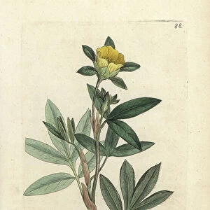 Shrubby cinquefoil, Dasiphora fruticosa or Potentilla fruticosa (Cinquefoil frutescente ou la cinquefoil shbustive) Handcoloured copperplate engraving after an illustration by James Sowerby from James Smith's English Botany, London, 1793
