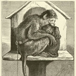 The Sick Monkey (engraving)