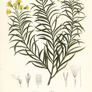Sickleleaf silkgrass or sickle-leaved golden aster, Pityopsis falcata (Sickle-leaved chrysopsis, Chrysopsis falcata)