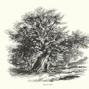 Sidneys Oak (engraving)