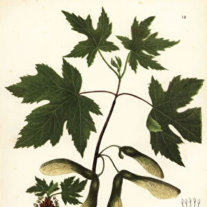 Silver maple, Acer saccharinum (Silver-leaved maple, Acer dasycarpum)