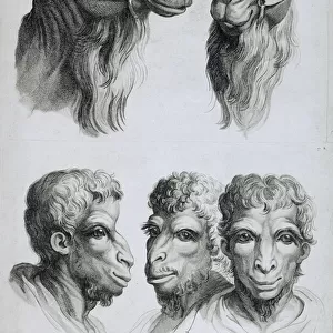 Similarities Between the Head of a Camel and a Man, from
