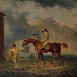 Sir Salomon, A Bay Racehorse with J. Singleton, Newmarket (oil on canvas)