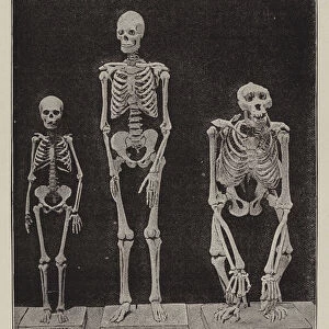 Skeleton of an Akka Woman compared with those of a Man of Ordinary Height and Du Chaillus Gorilla (b / w photo)
