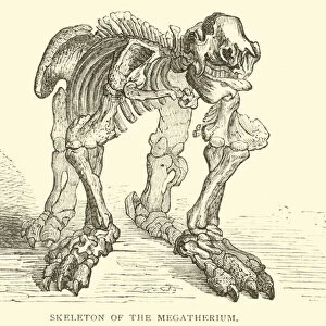 Skeleton of the Megatherium (engraving)