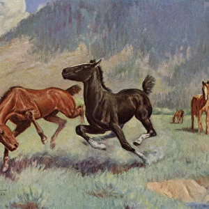 Smoky The Cow Horse (colour litho)