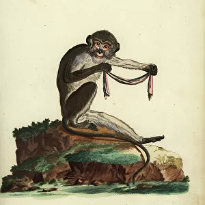 Southern Talapoin Monkey