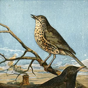 The speckle-breasted thrush, and yellow-billed blackbird