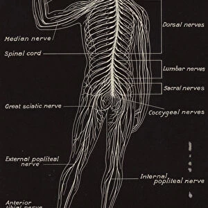 Spinal Cord and Spinal Nerves (litho)