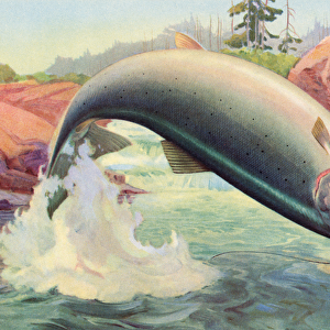 Sport Fishing: Leaping Atlantic Salmon, 1950 (colour litho)