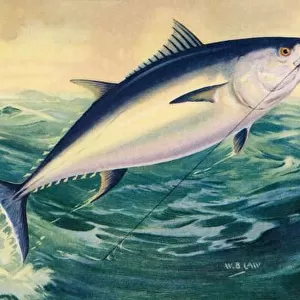 Sport Fishing: Leaping Bluefin Tuna, 1950 (colour litho)