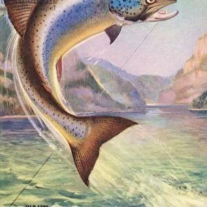 Sport Fishing: Leaping Landlocked Salmon, 1950 (colour litho)