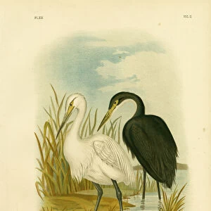 Spotless Egret Or Little Egret, 1891 (colour litho)