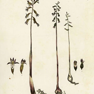 Spotted coralroot, Corallorhiza maculata, and fall coral-root, Corallorhiza odontorhiza (Many-flowered coralroot, Corallorhiza multiflora, and toothed coral-root, C)
