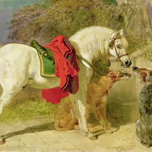 The Squires Pets The Squires Pets