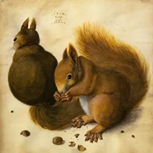 Two Squirrels, One Eating a Hazelnut (black chalk, w / c and bodycolour on vellum)