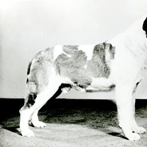 St. Bernard Dog (b / w photo)
