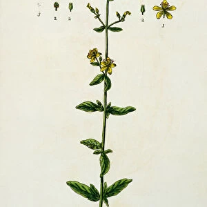 St. Johns Wort, plate 15 from A Curious Herbal